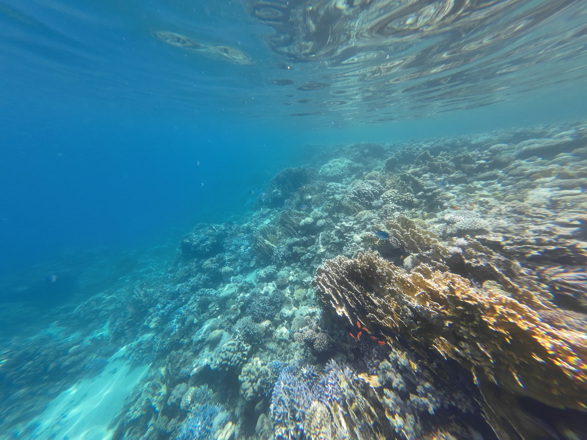 gray computer monitor