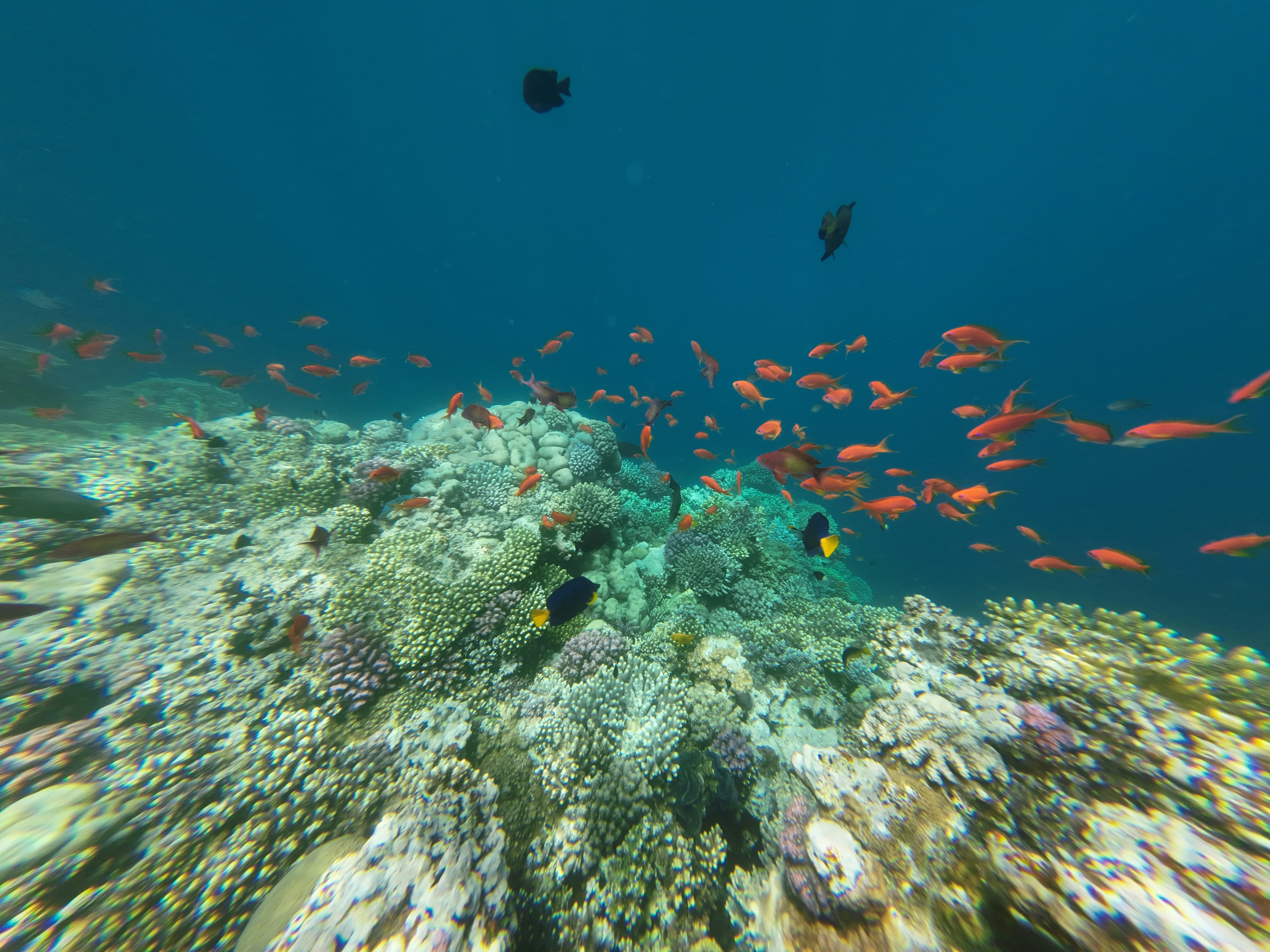 Underwater Tropical Corals Reef and sea fish Red Sea in Egypt Dahab Blue holl
