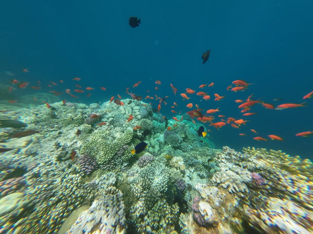 a school of fish swimming in the ocean