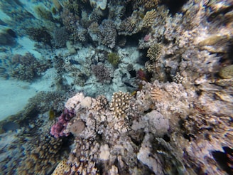 A vibrant underwater coral reef teeming with various types of corals. The scene captures an array of colors and textures, with corals ranging from soft, spongy forms to hard, branching structures. Subtle lighting filters through the water, highlighting the diverse marine life, including small fish and other reef inhabitants.