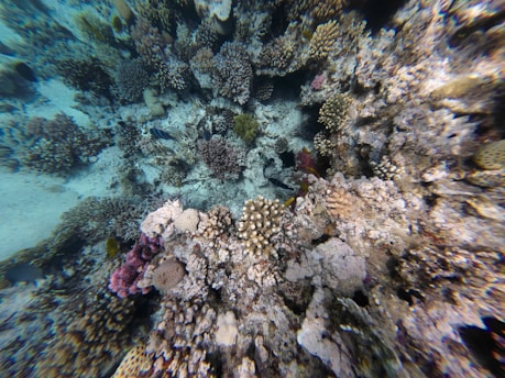 A vibrant underwater coral reef teeming with various types of corals. The scene captures an array of colors and textures, with corals ranging from soft, spongy forms to hard, branching structures. Subtle lighting filters through the water, highlighting the diverse marine life, including small fish and other reef inhabitants.