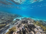 A stunning underwater view showcasing vibrant marine life.