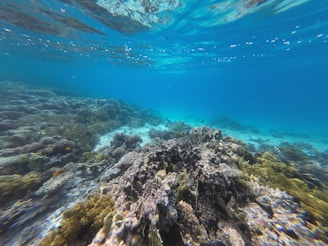 A vibrant underwater scene featuring a coral reef with diverse marine life. The image captures the clear blue water and various types of corals, displaying a rich underwater habitat.
