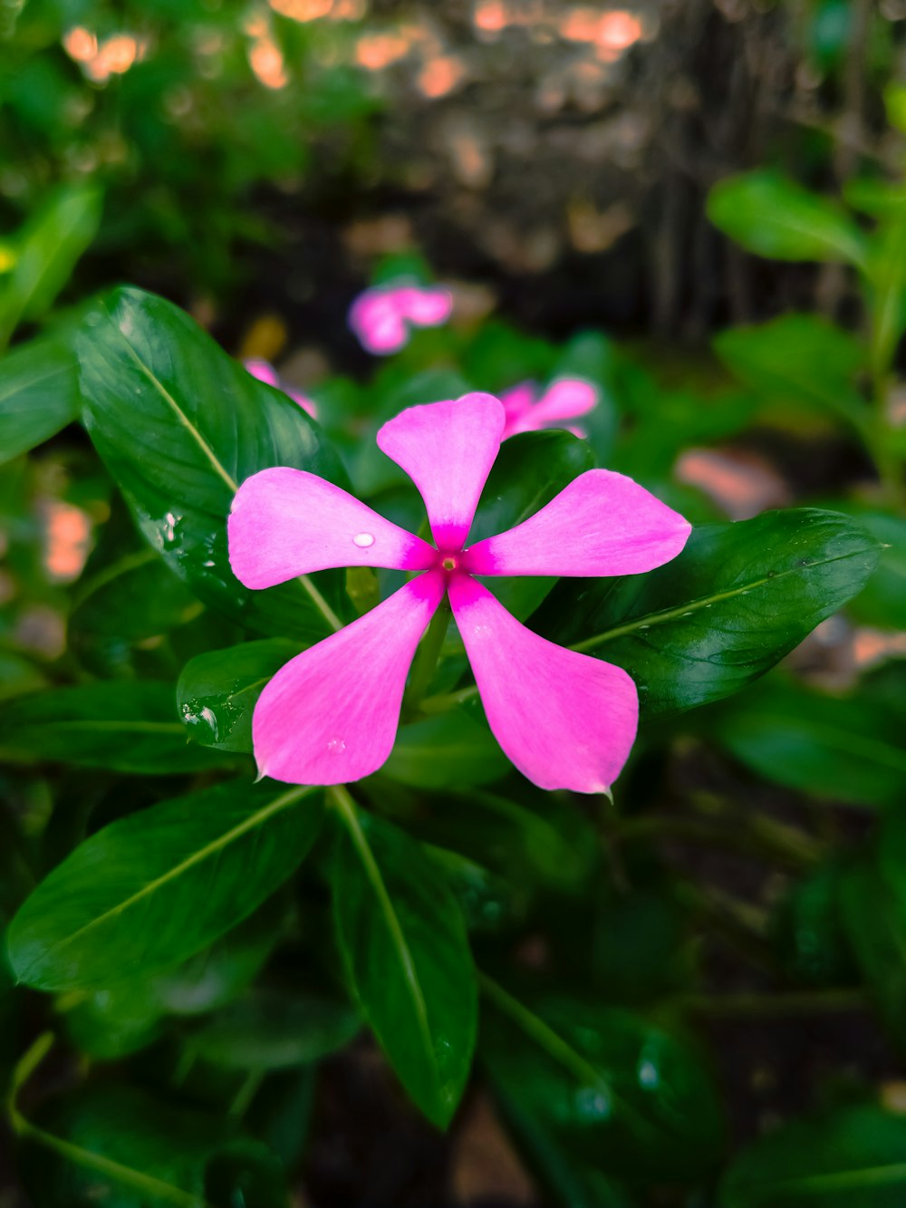 a pink flower on a plant