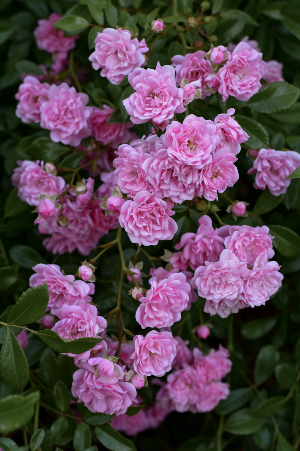 a group of pink flowers with Hulda Klager Lilac Gardens in the background