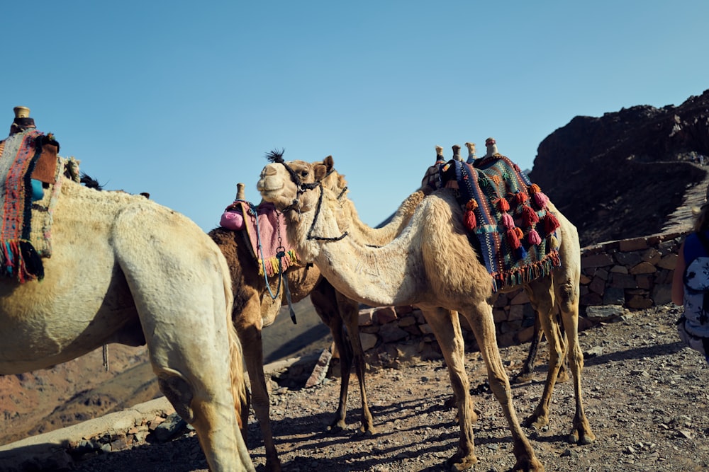 a group of camels with saddles on them