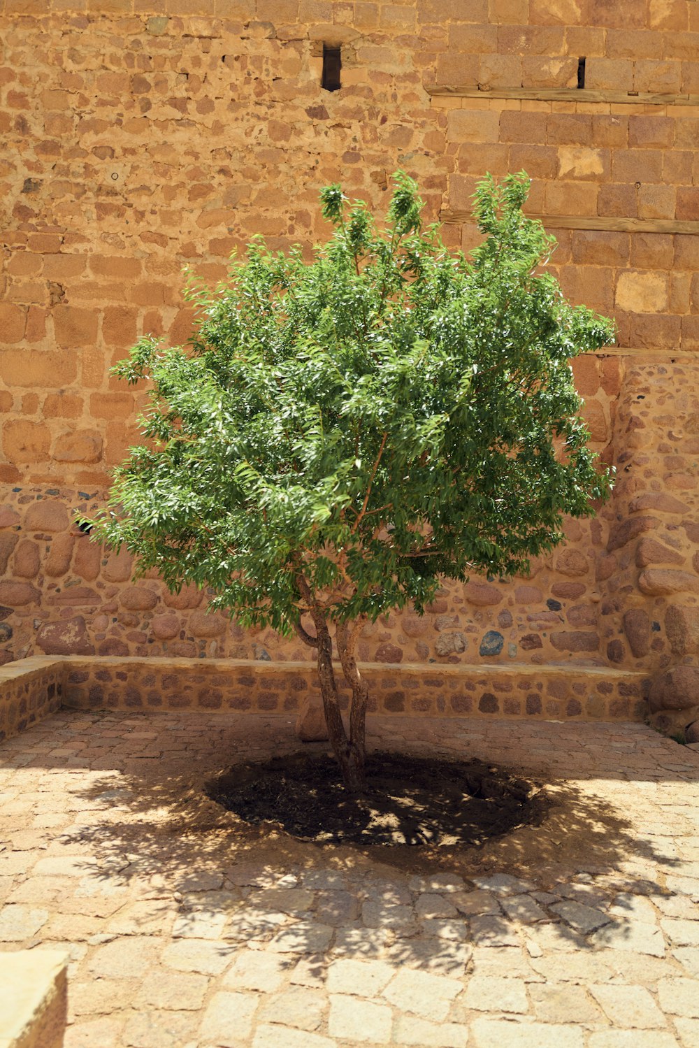 a tree in a pot