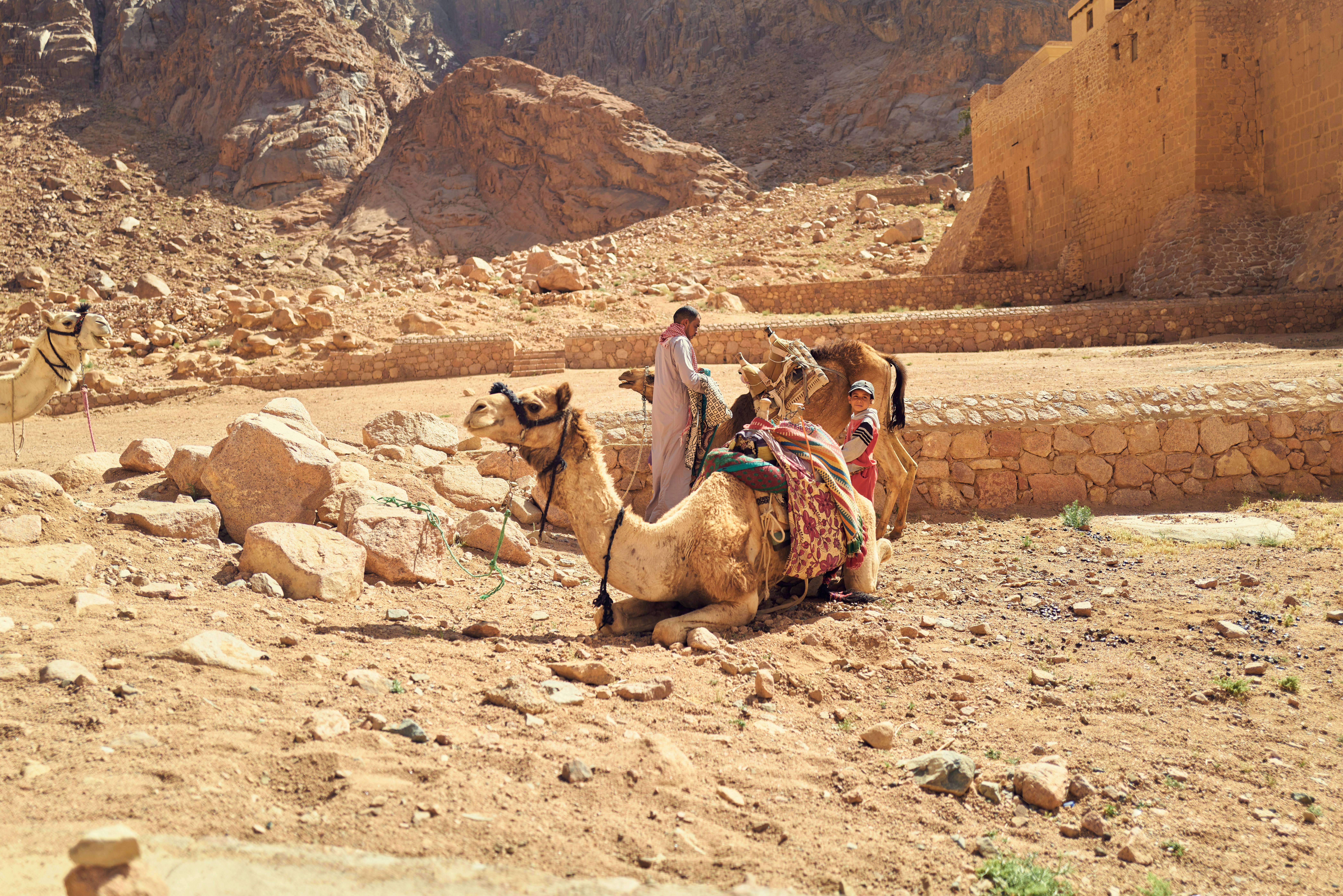 a person with two donkeys