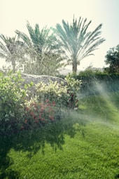 a group of trees and flowers
