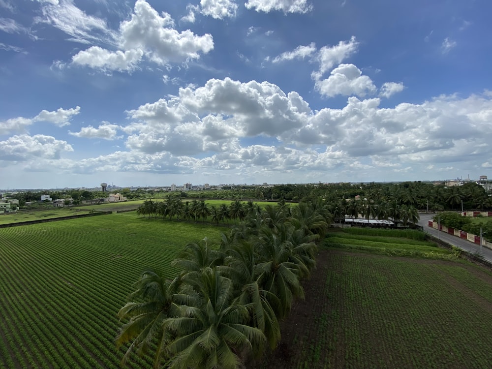 a large green field