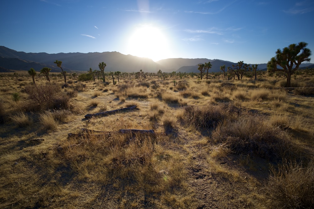 a field with trees and mountains in the background