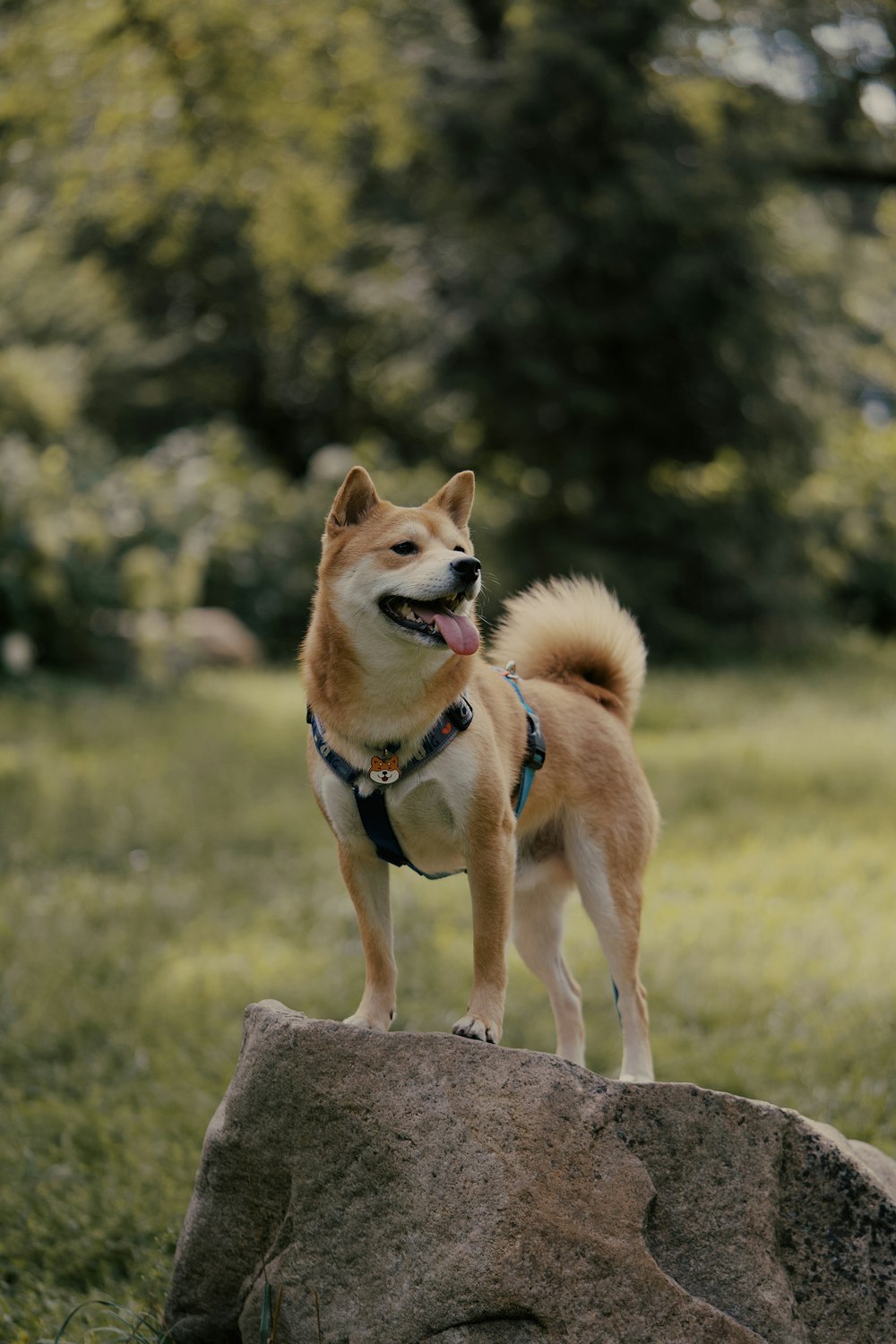 a dog standing on a rock