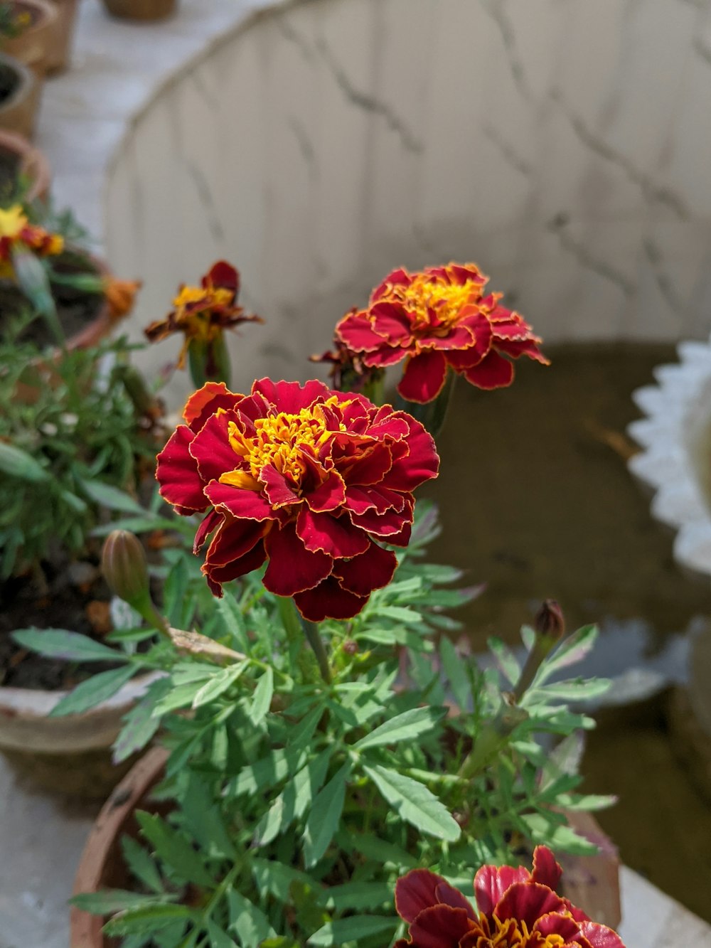 un groupe de fleurs