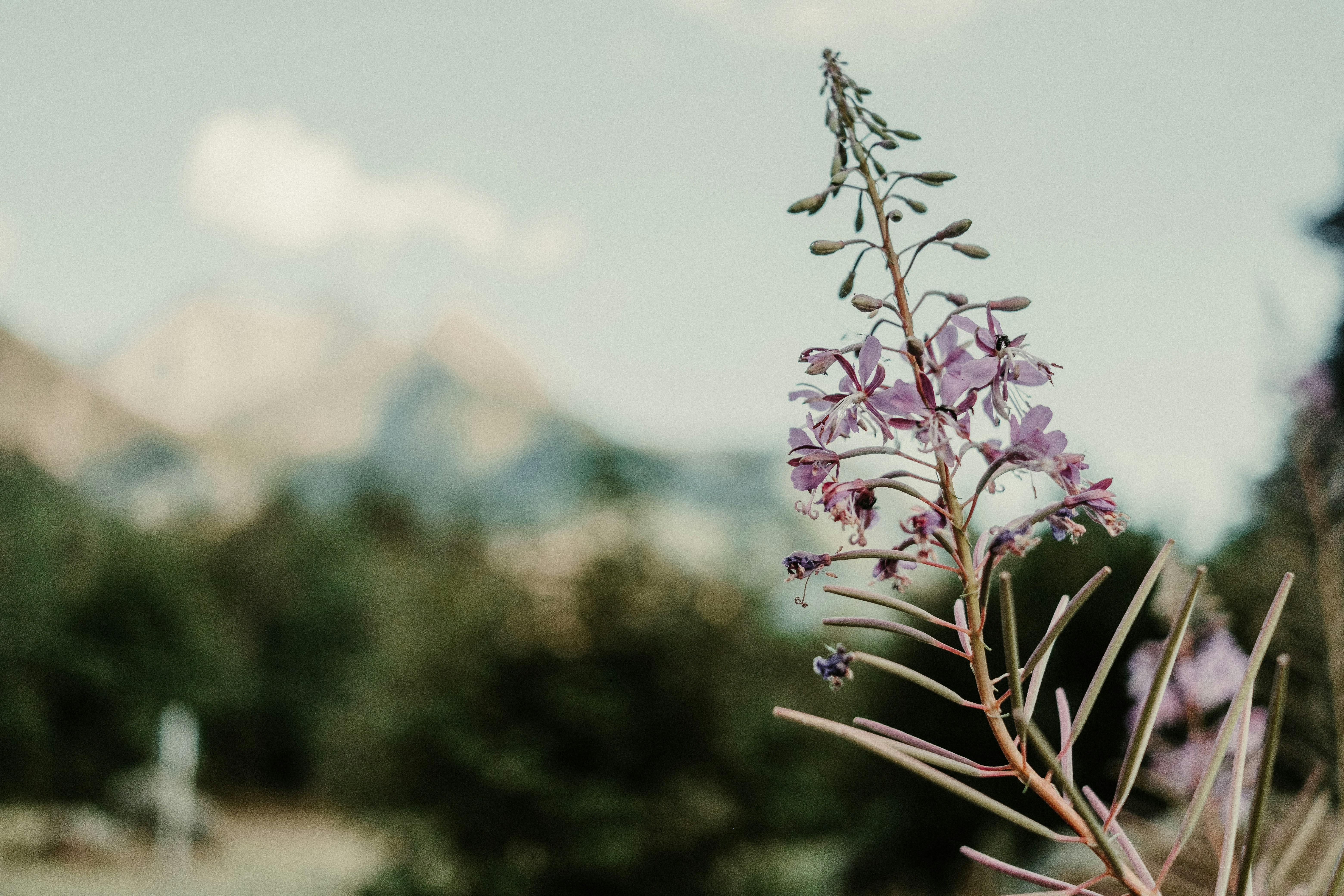 a close up of a flower
