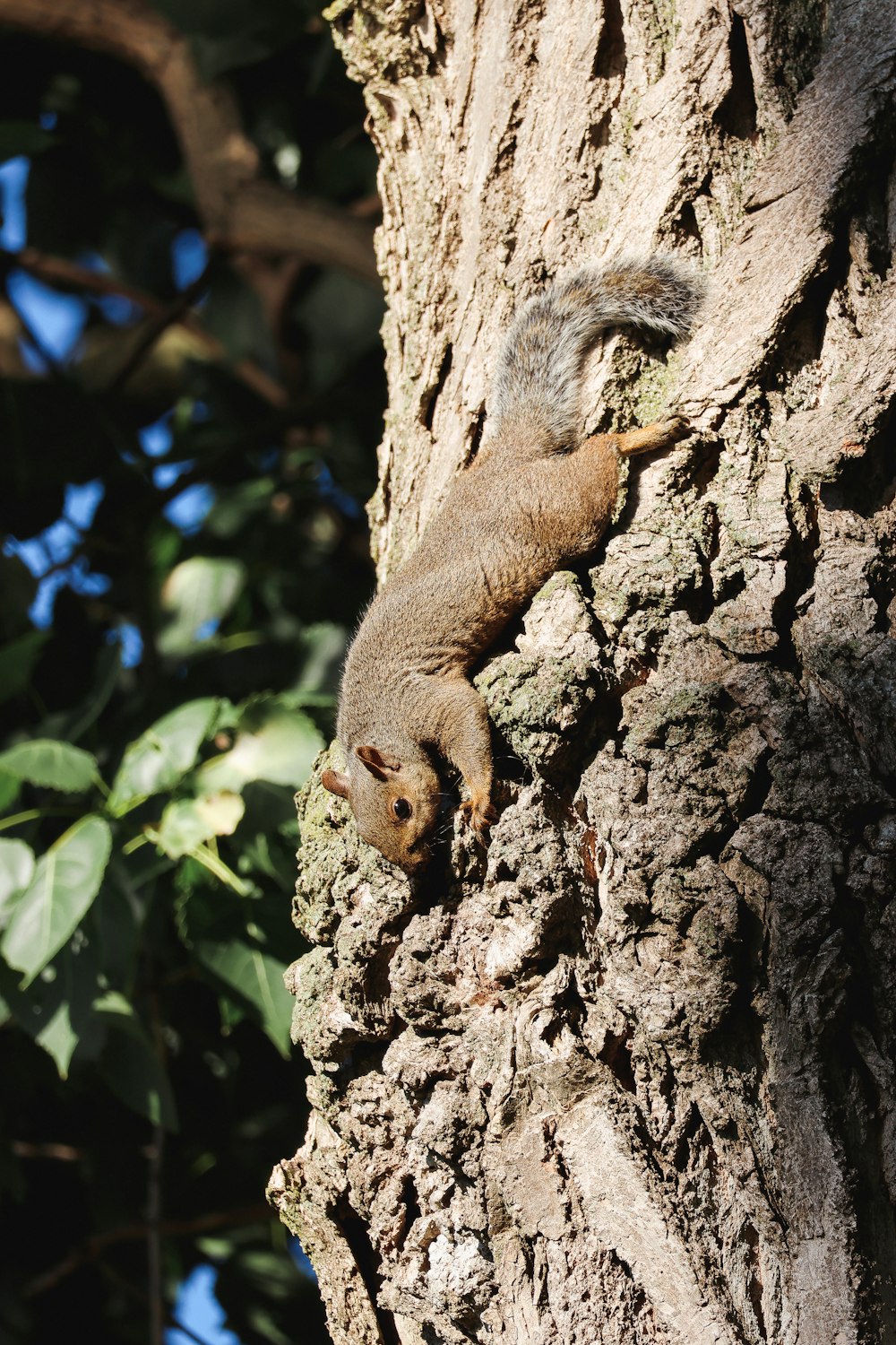 um animal pequeno em uma árvore