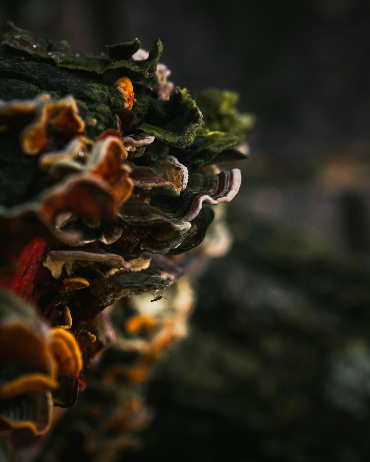 A vibrant collage of practitioner portraits connected by delicate mycelium strands.