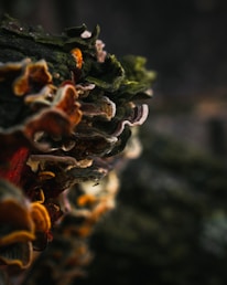 A vibrant collage of practitioner portraits connected by delicate mycelium strands.