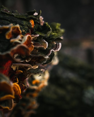 A vibrant collage of practitioner portraits connected by delicate mycelium strands.