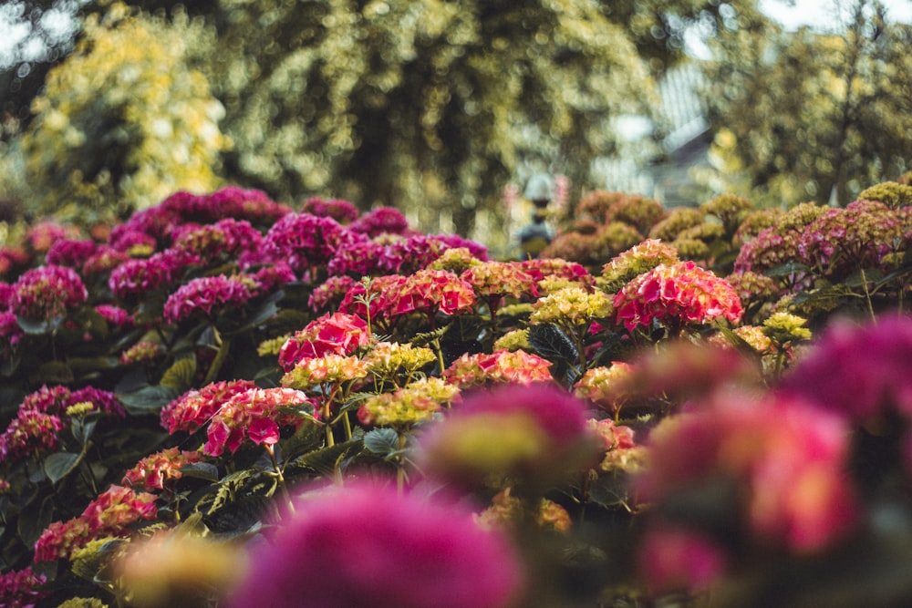 a garden of colorful flowers