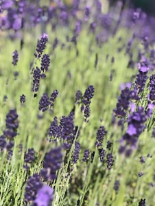 A serene lavender field under a soft pastel sky, evoking calm and gentle healing.