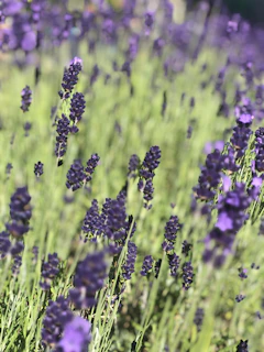 Delicate lavender sprigs swaying gently in a warm breeze, evoking calm and wellness.