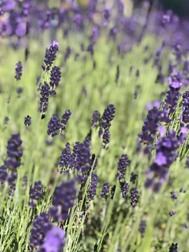 A close-up of vibrant purple lavender flowers swaying gently in a warm breeze.
