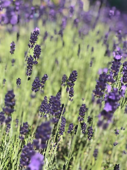 A serene lavender field under a soft pastel sky, evoking calm and gentle healing.