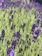 A serene lavender field at sunset symbolizing calm and renewal.
