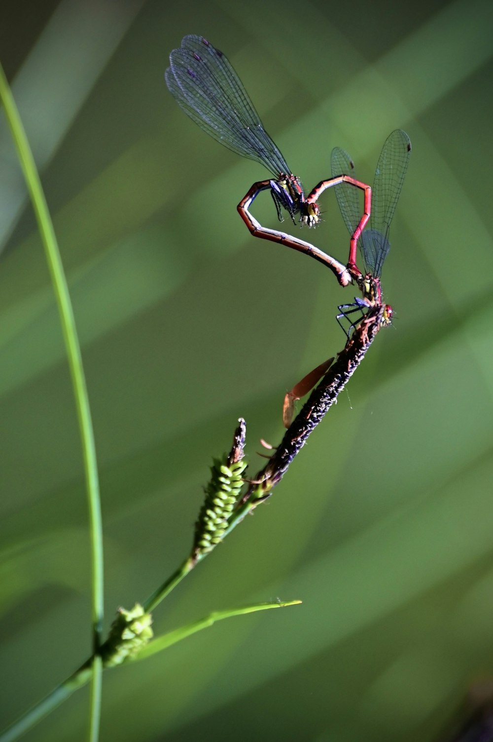 a dragonfly on a leaf