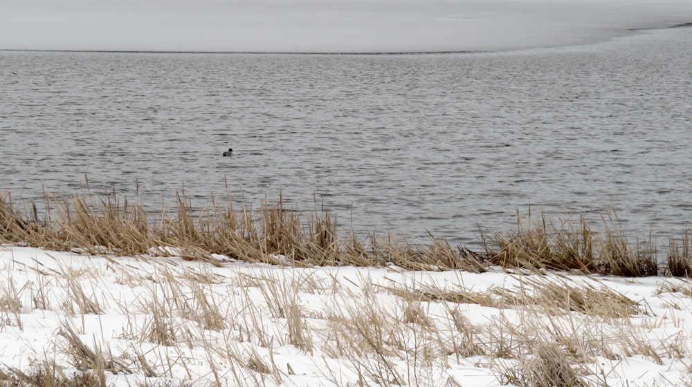 a snowy field with a body of water in the background