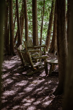 a couple of benches sit in a forest