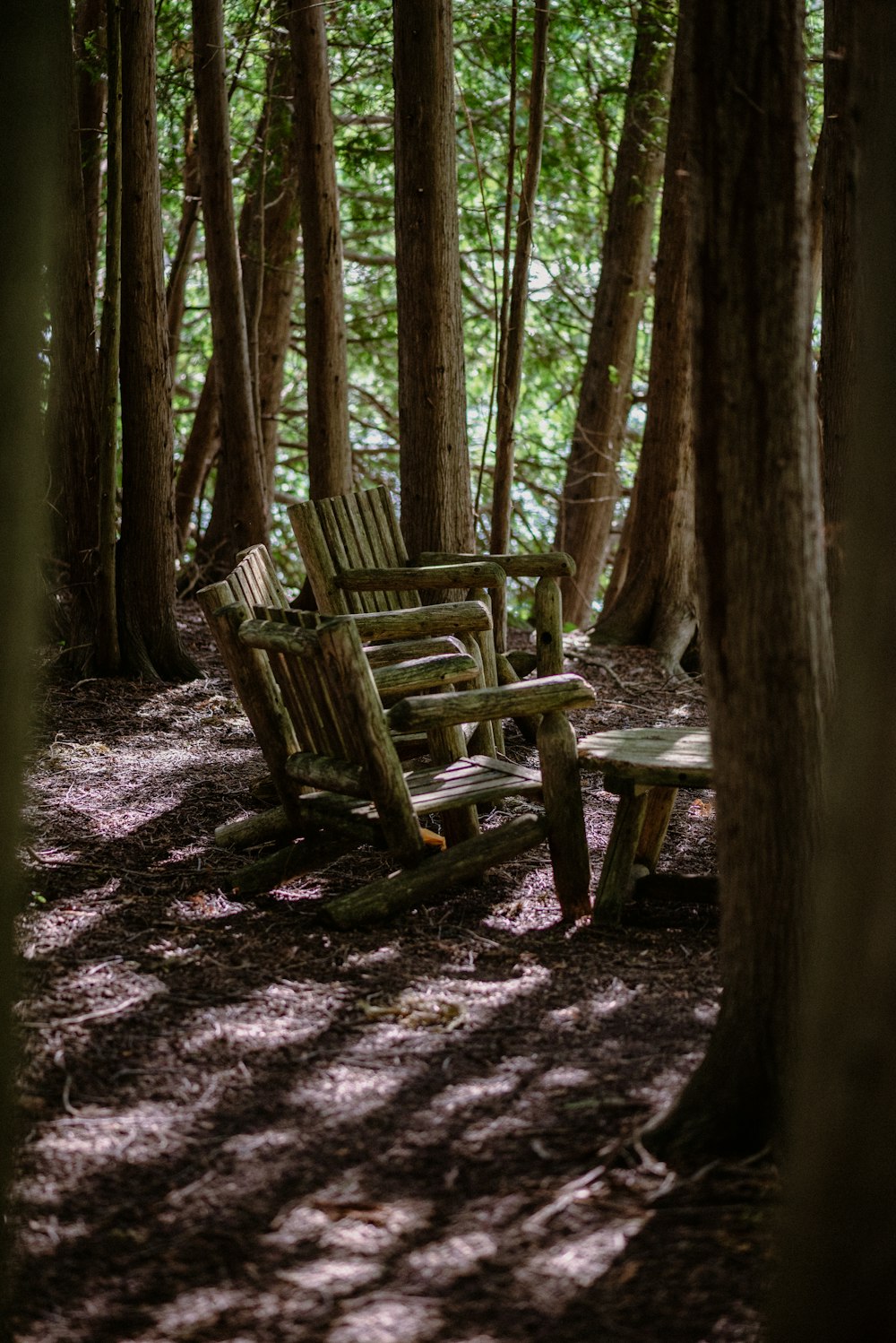 a couple of benches sit in a forest