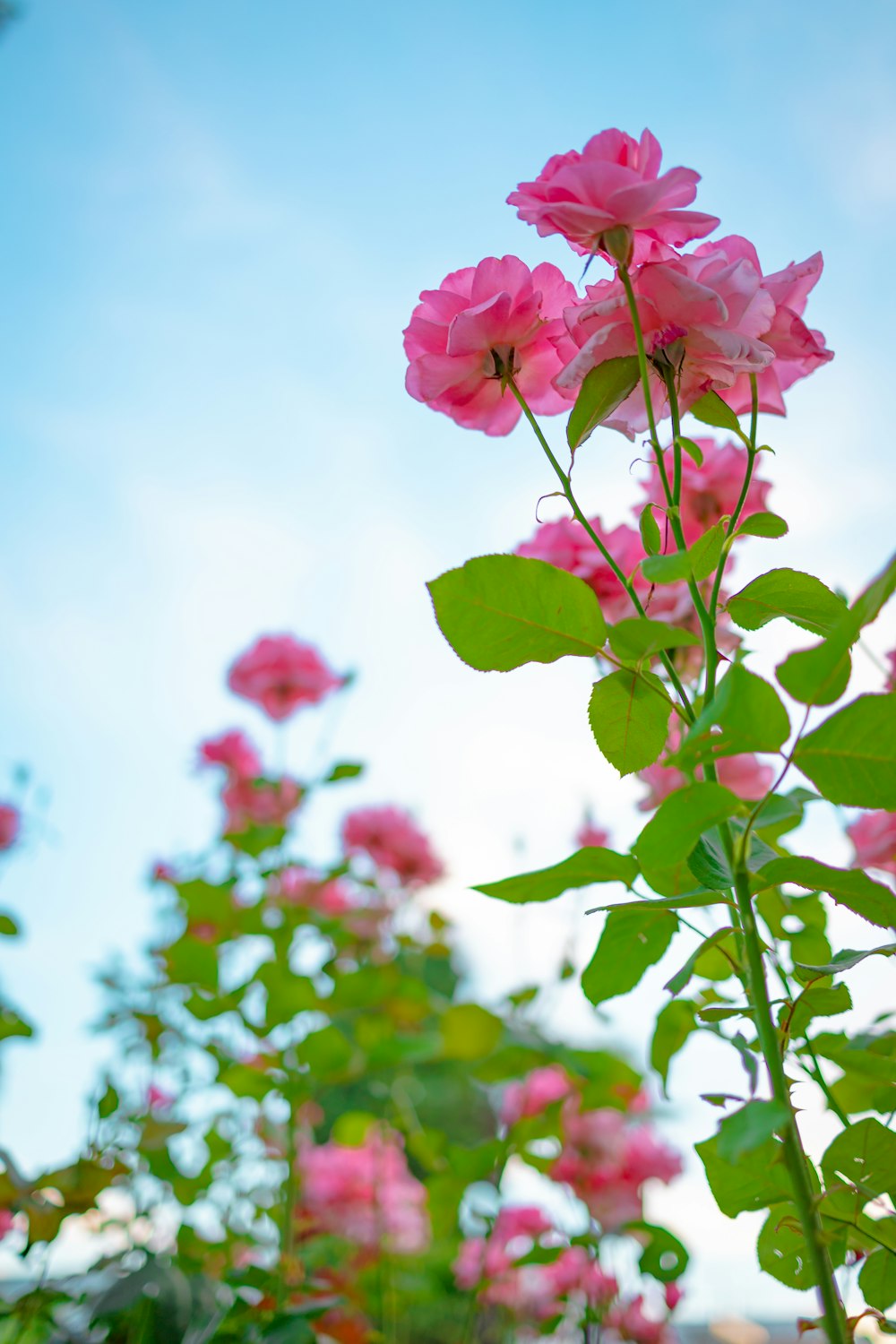 a close up of some flowers