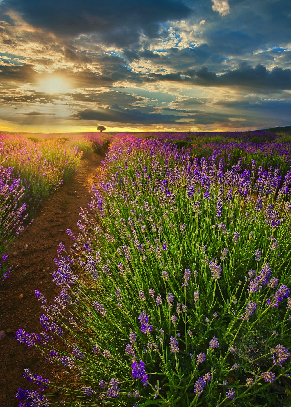 a field of purple flowers