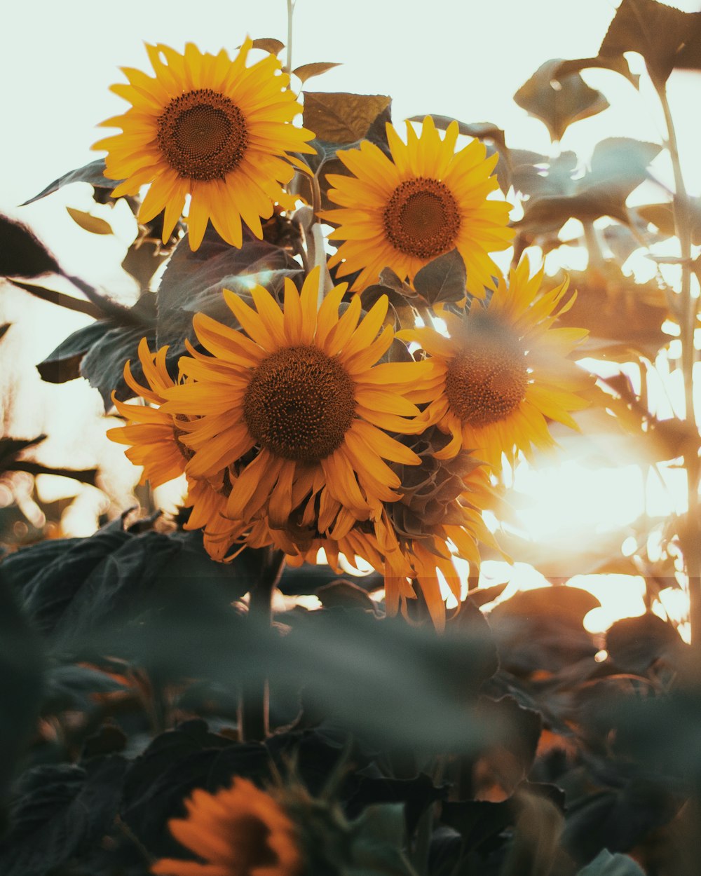 a group of sunflowers