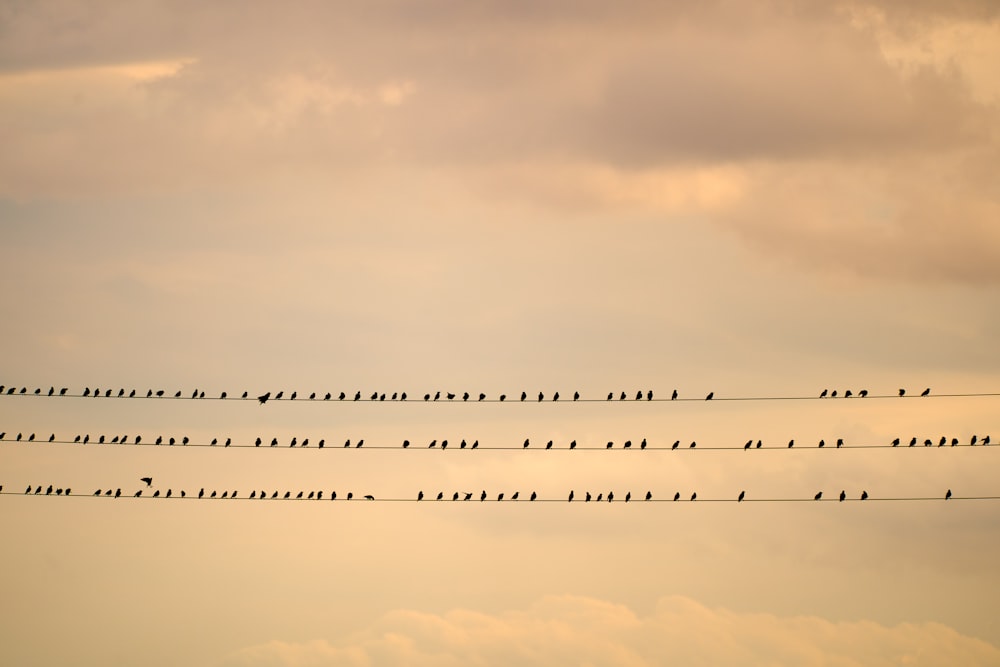 a flock of birds flying in the sky