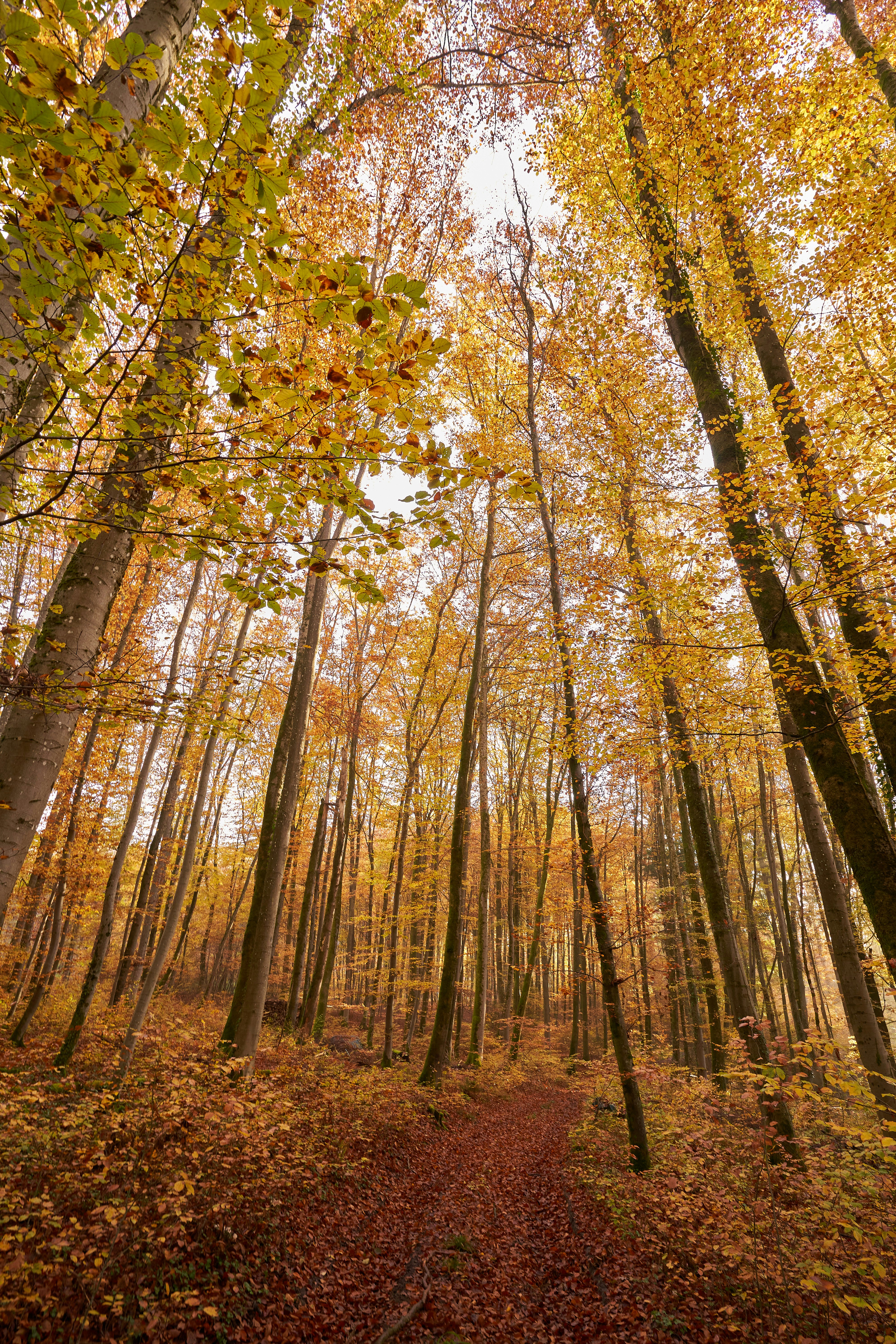 Photo by wolfgang_hasselmann