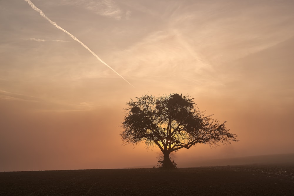 a tree in a field