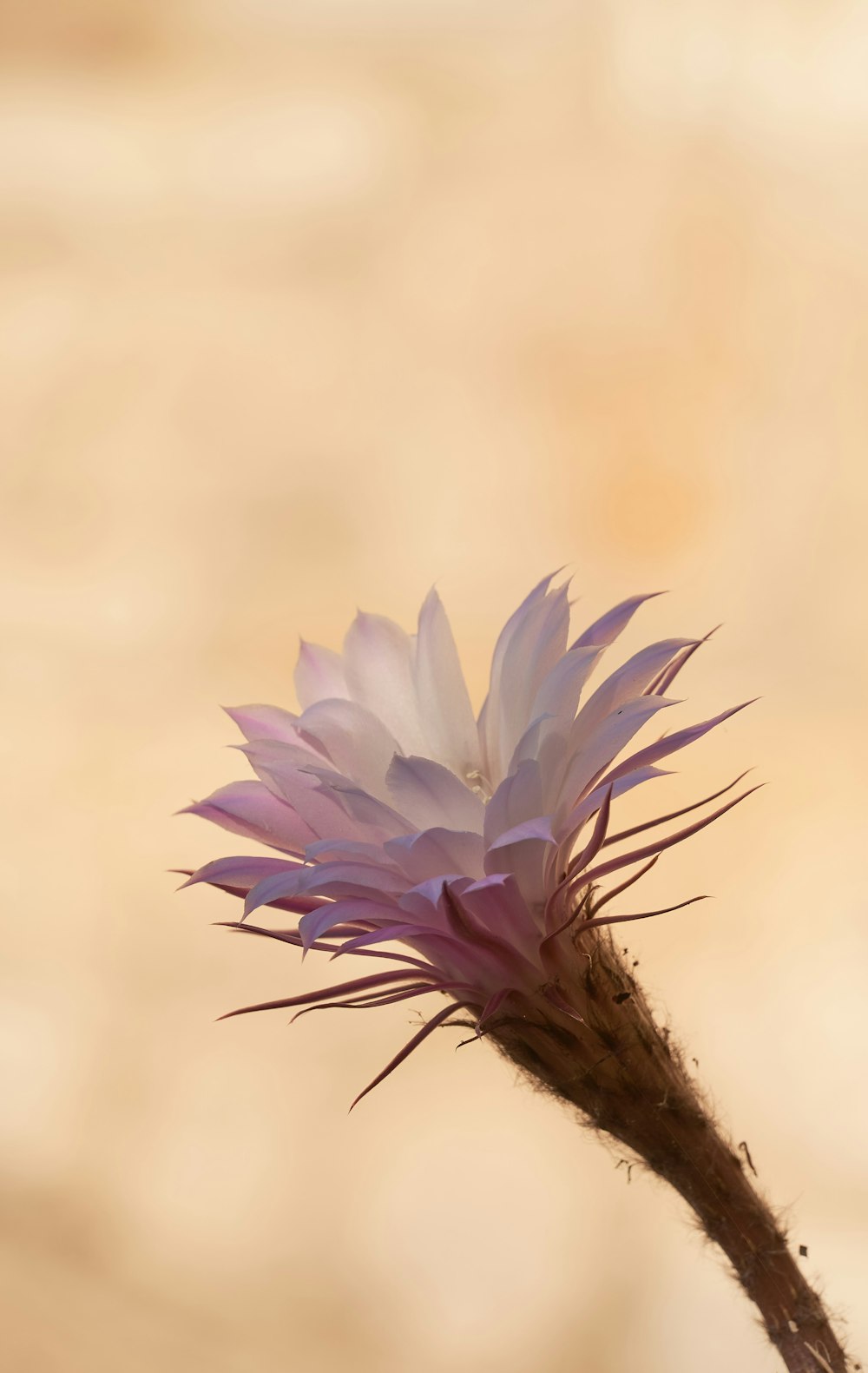 a close up of a purple flower