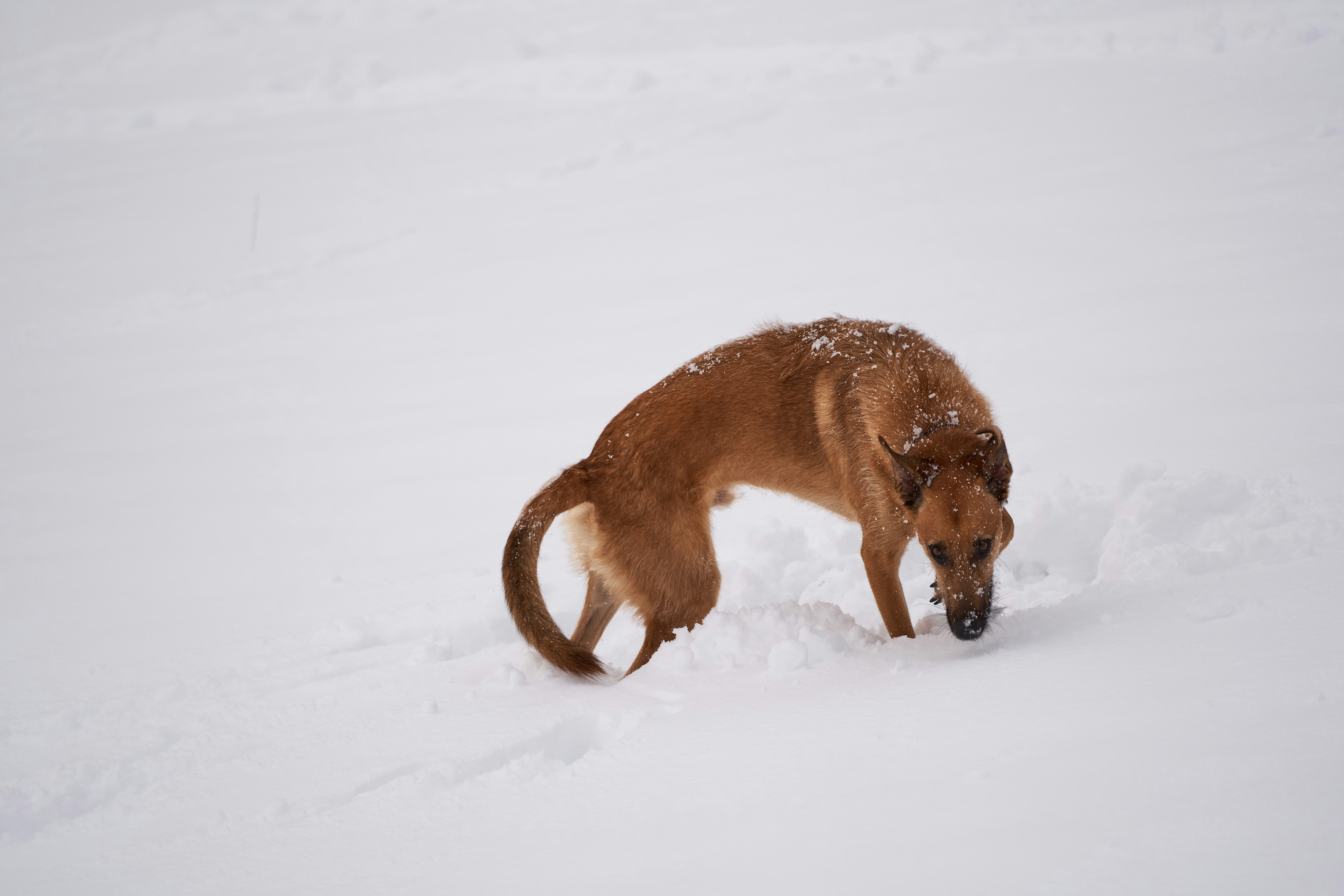 Why Dogs Eat Snow, and When It Can Be Dangerous