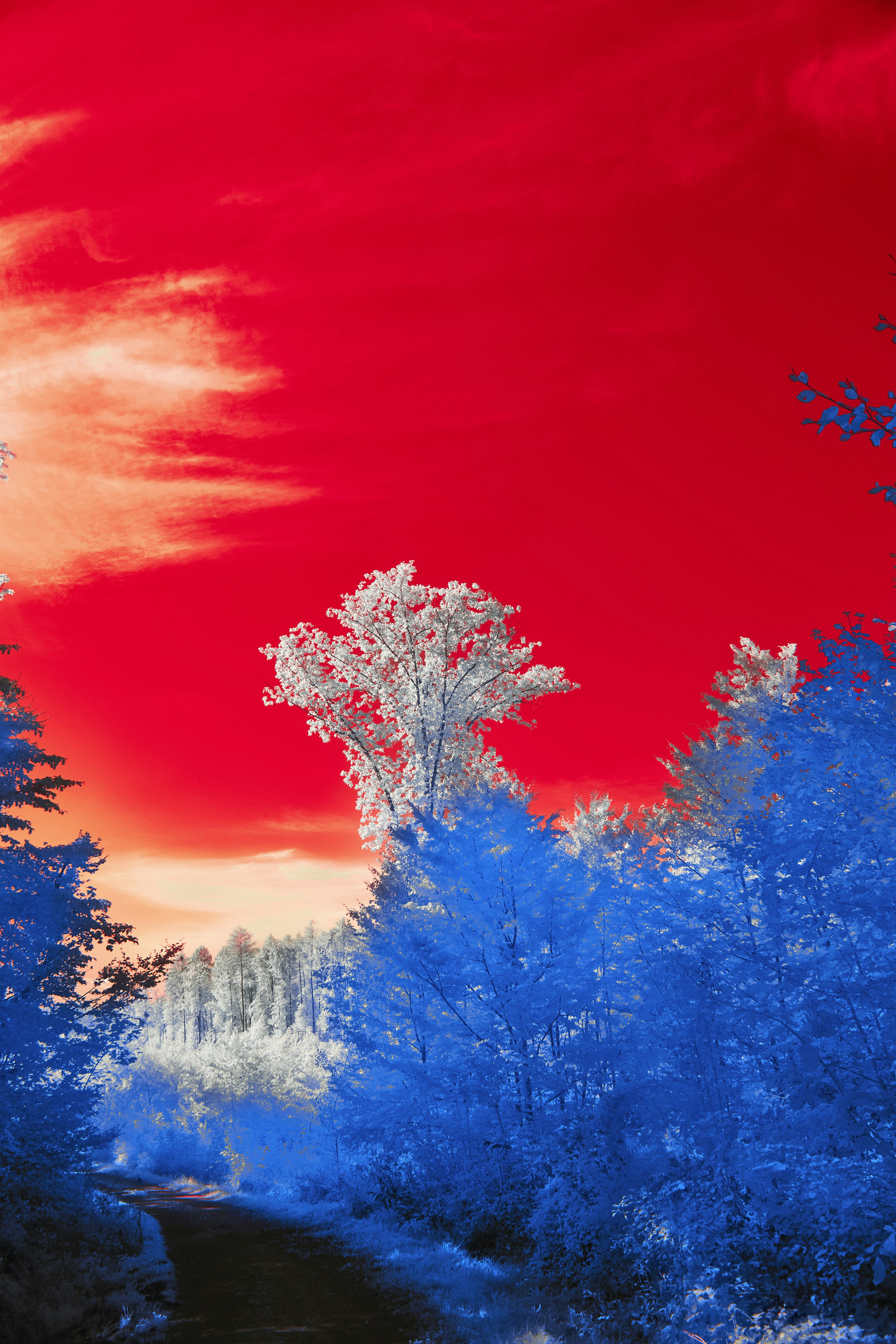 Photo by wolfgang_hasselmann