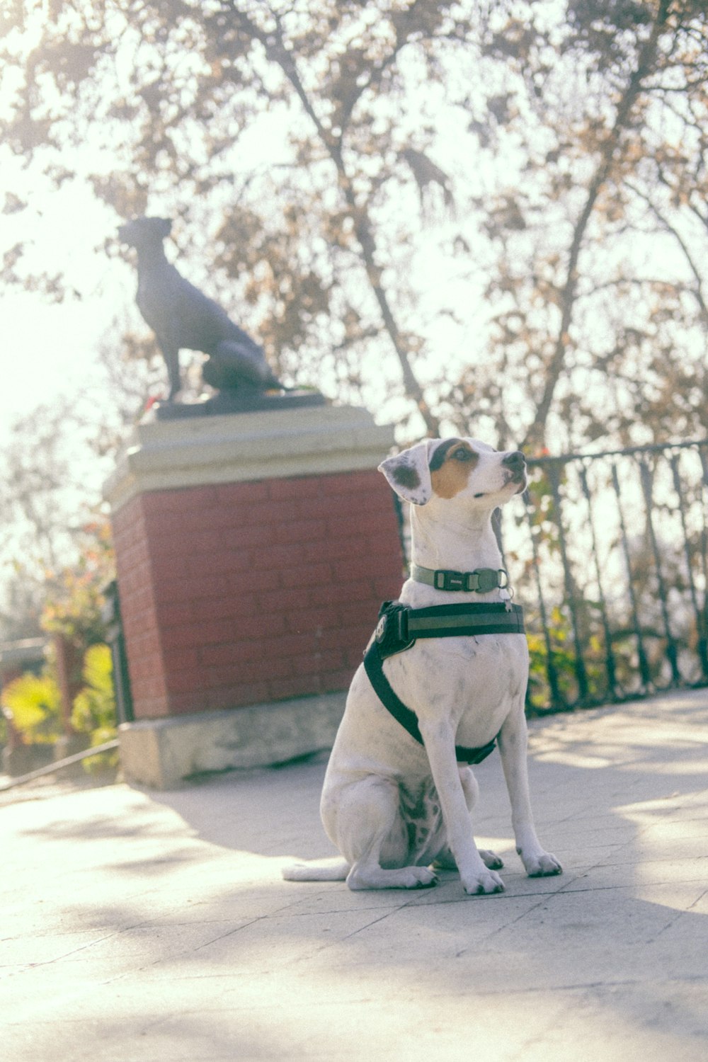 a cat sitting on a dog