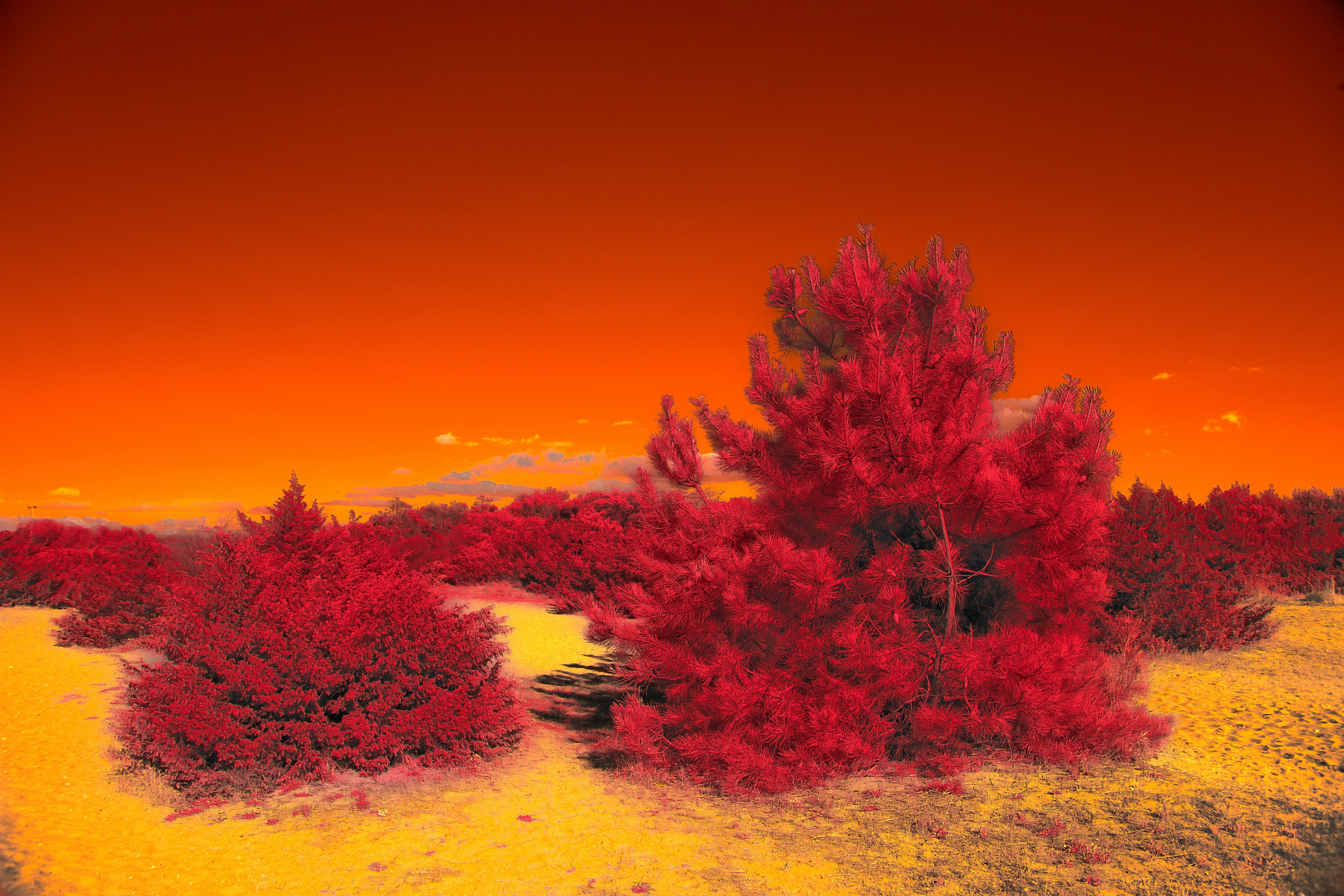 Photo by wolfgang_hasselmann