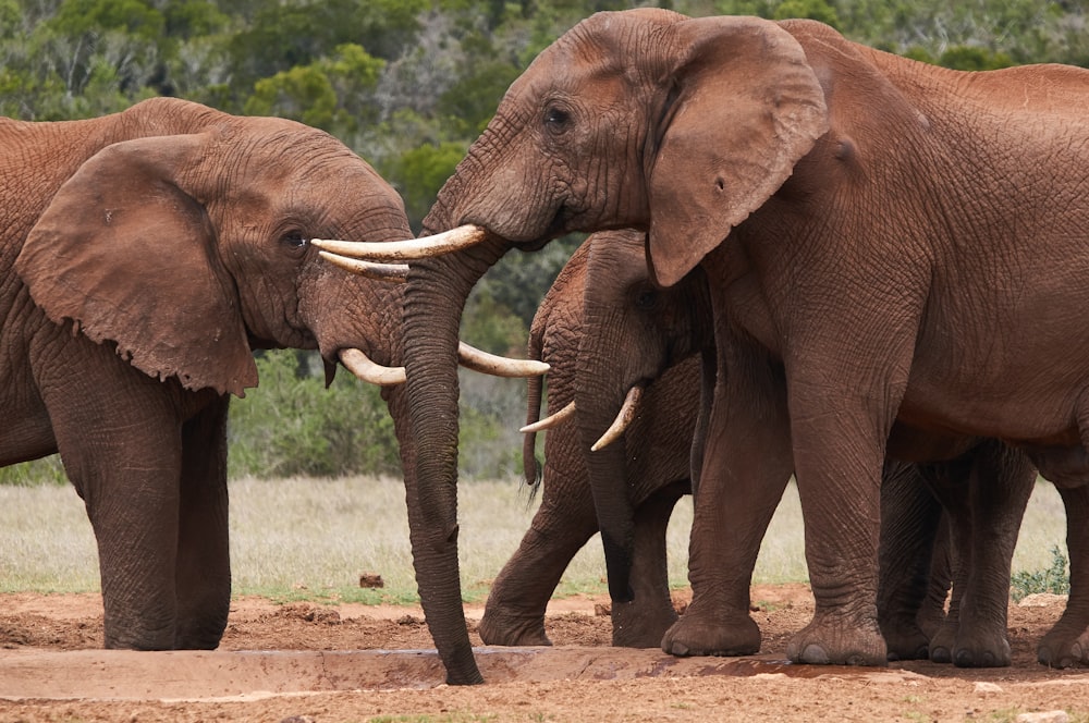 a group of elephants walk