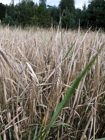 A close-up of a wheat field with mature, golden-brown stalks ready for harvesting. The background features a dense forest with various shades of green from the trees, and the sky is partially visible with small patches of blue and white clouds.