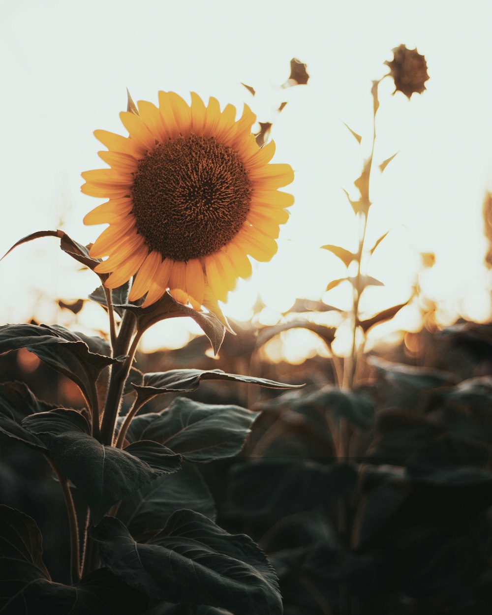 a sunflower with a bee on it