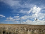 windmills in a field