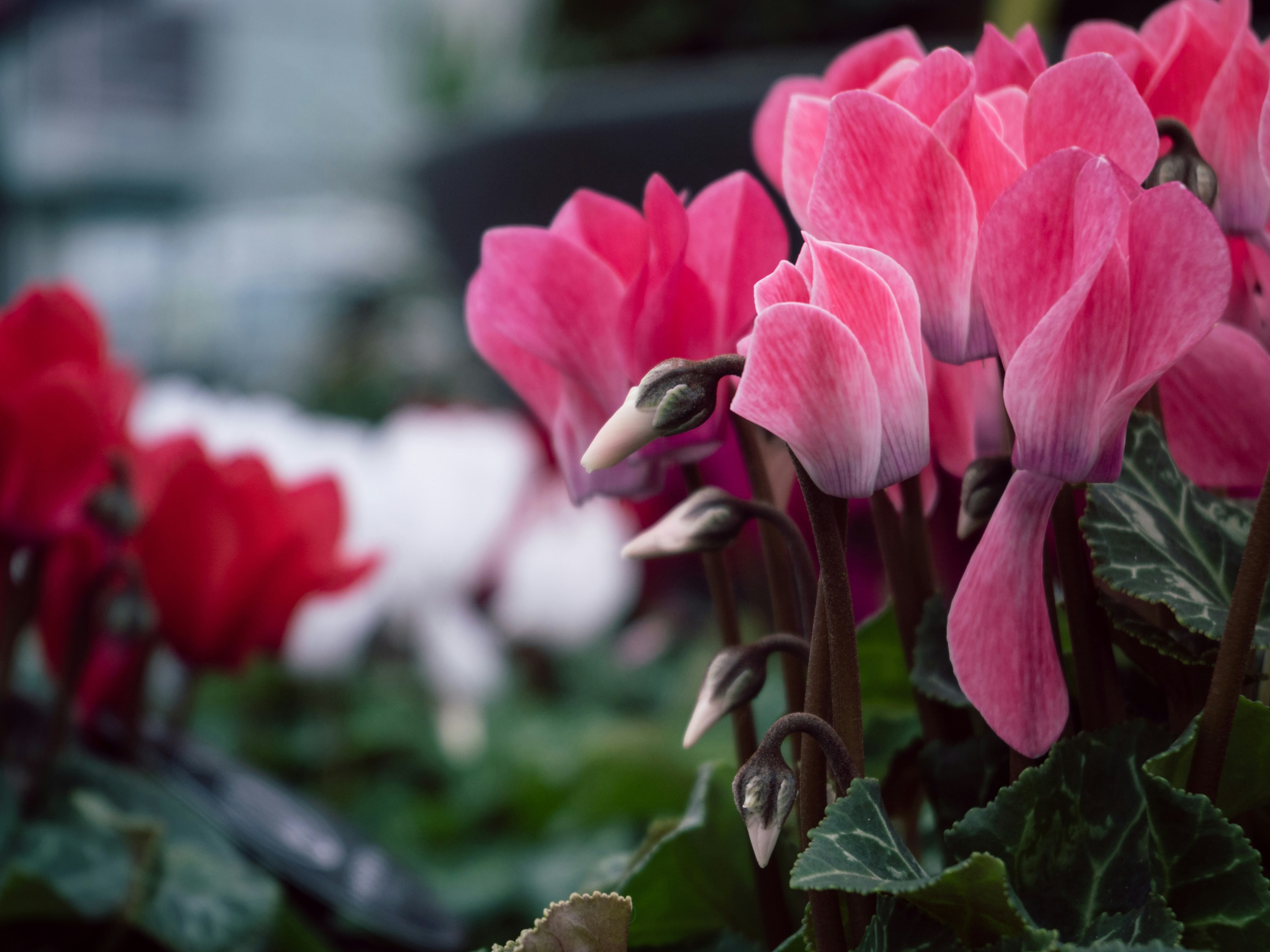 Photo by demidroid