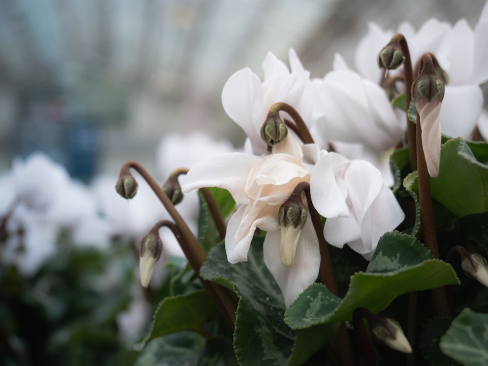 a close up of a white flower