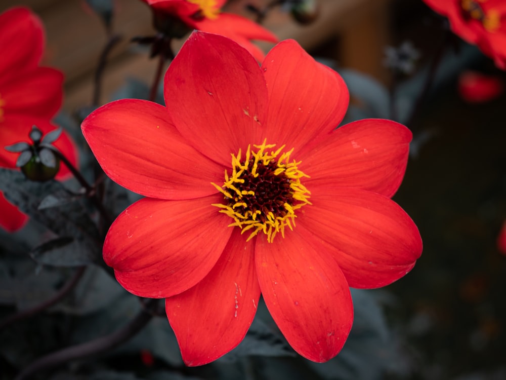 a red flower with yellow center